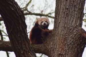 panda2