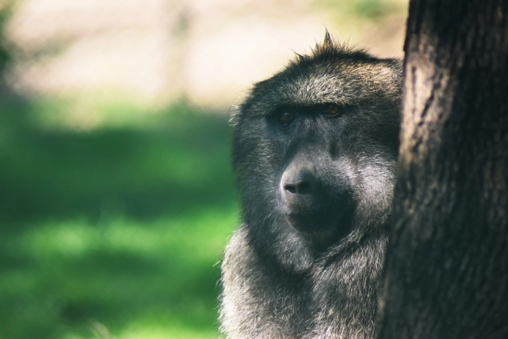 Dag van de adoptieouders in Zoo Brno