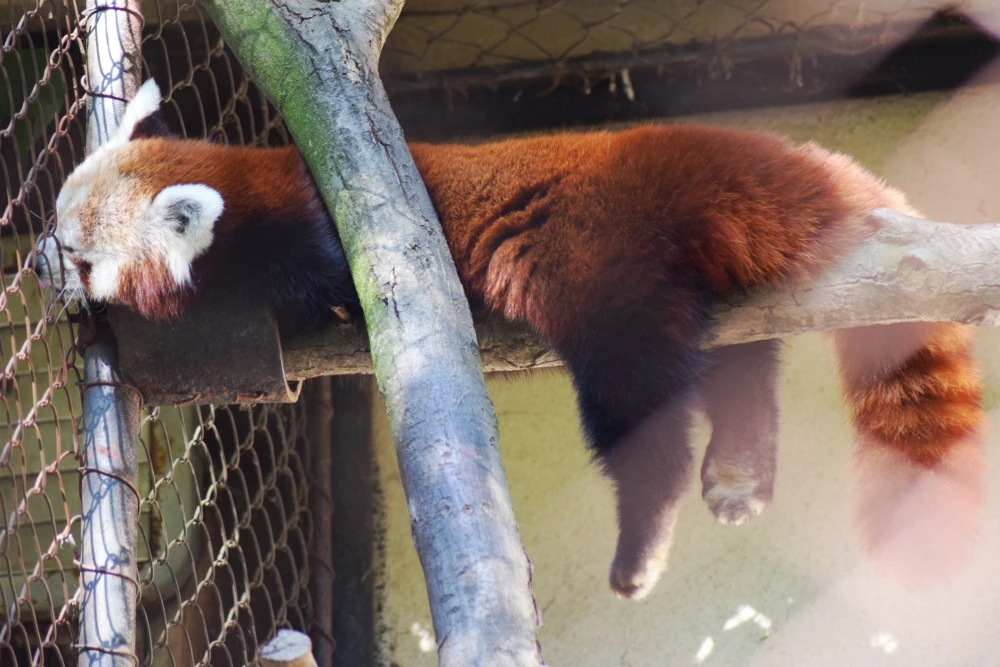 Dag van de adoptieouders in Zoo Brno