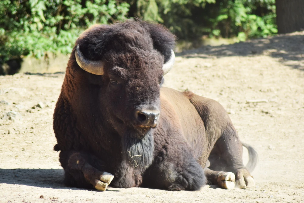 Dag van de adoptieouders in Zoo Brno
