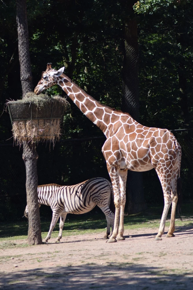 Dag van de adoptieouders in Zoo Brno