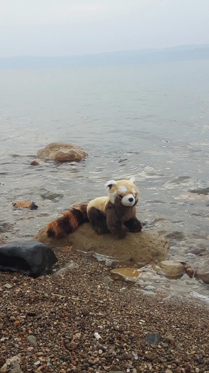Panda in Jordanië