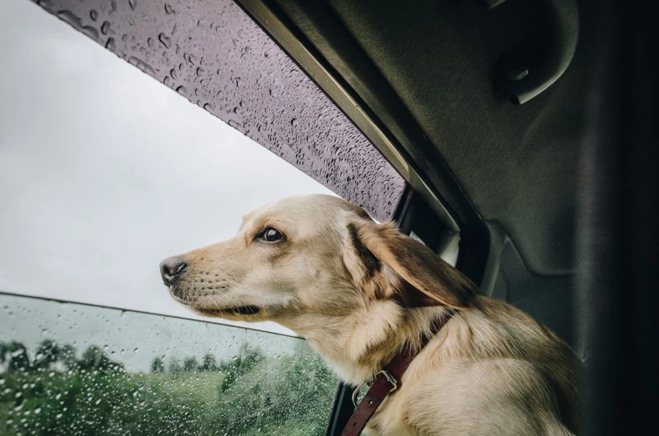 Hond in de auto