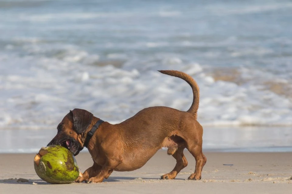 Vakantie met de hond