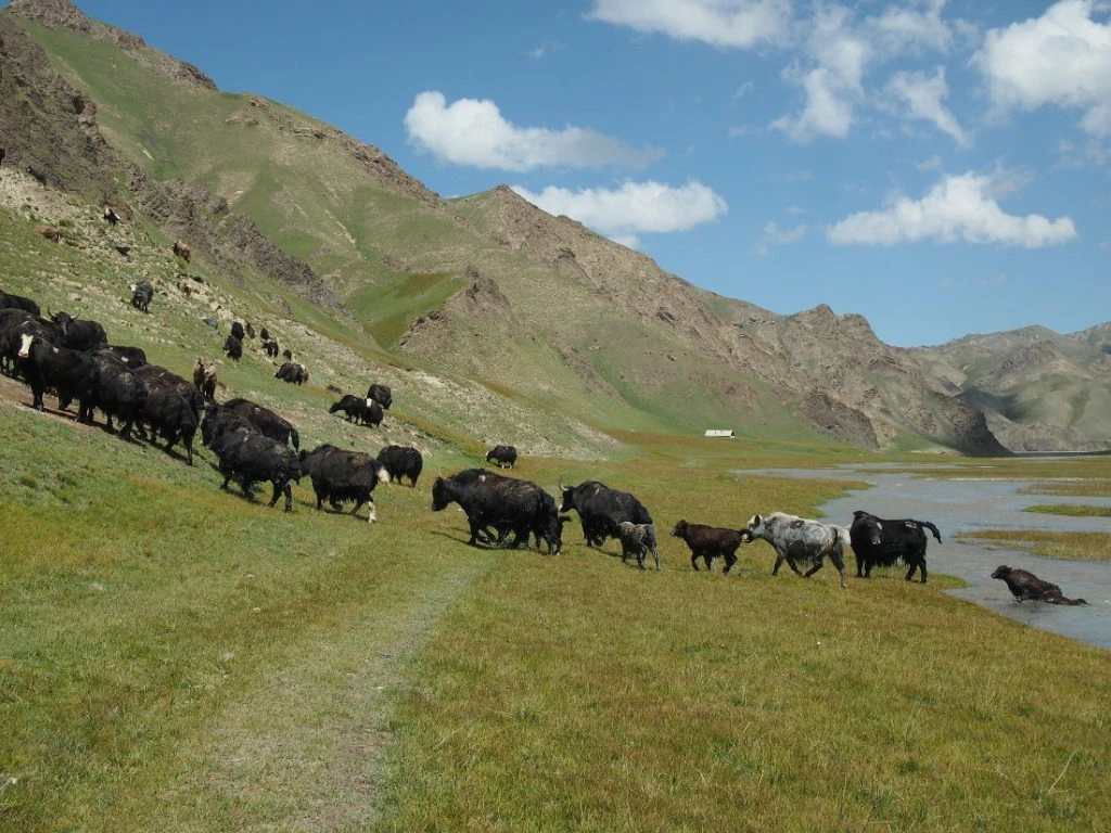 Kirgizië - kudde yaks
